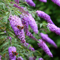 Heirloom Butterfly Bush Flower seeds for Planting Fragrant Blossoms Heirloom & GMO Free Seeds for Home Garden