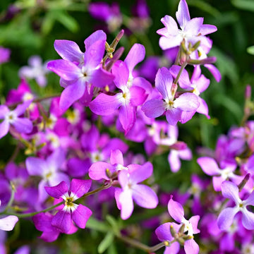 Purple Mixed EveningScented Flower Seeds for Planting Low Maintenance Heirloom & GMO Free Seeds for Home Garden
 
 Sale