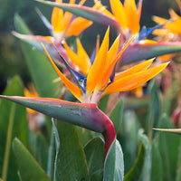Rainbow Strelitzia Flower seeds for Planting - Premium Quality, Heirloom & GMO Free Seeds for Home Garden