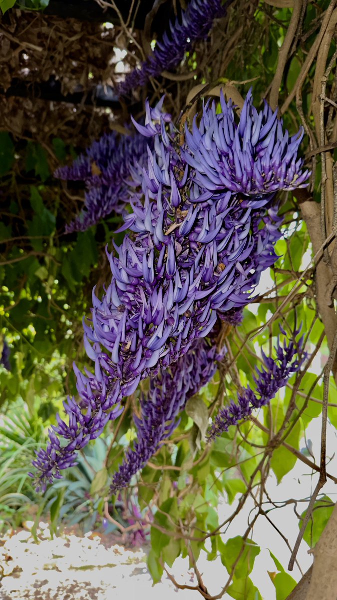 Purple Strongylodon Flower Seeds – Compact Growth Heirloom & NonGMO Seeds for Home Garden
 
 Sale