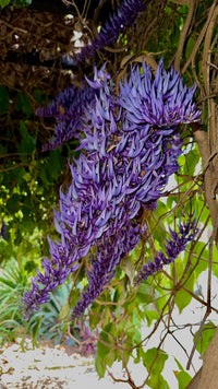 Purple Strongylodon Flower Seeds – Compact Growth Heirloom & NonGMO Seeds for Home Garden
 
 Sale