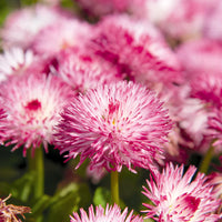 Pink White Bellis Flower seeds for Planting Wildflower Mix Heirloom & GMO Free Seeds for Home Garden 
 
 Sale