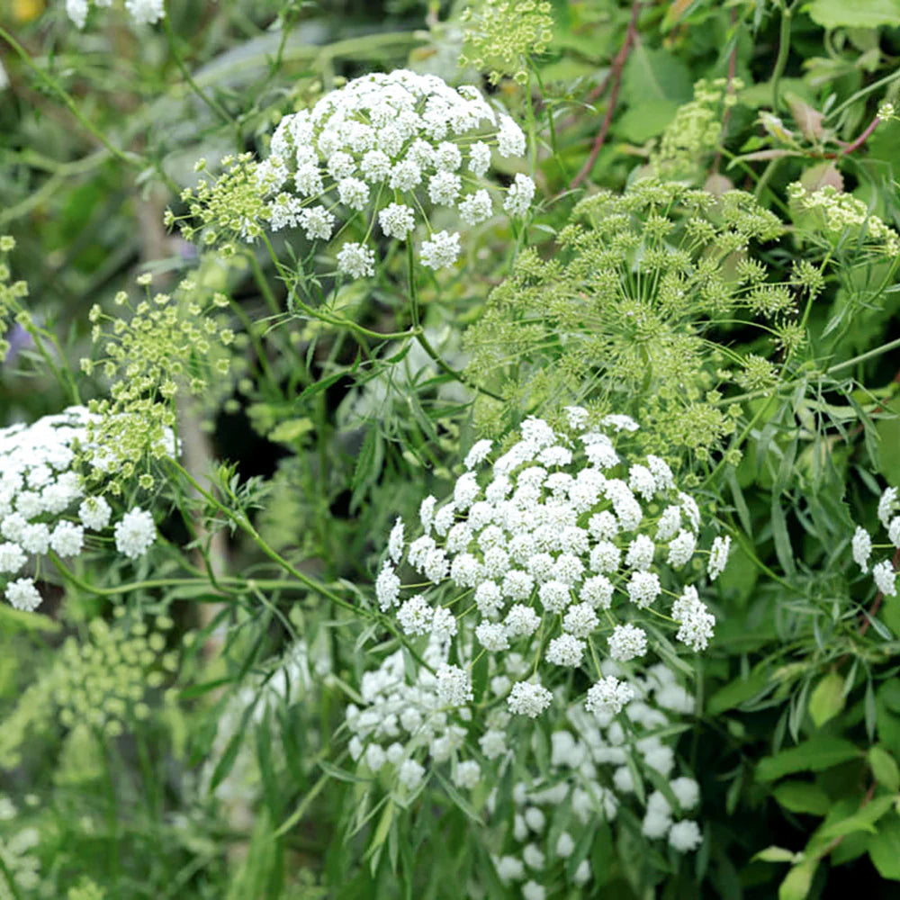 Bishop's Flower seeds for Planting Long Bloom Season Heirloom & GMO Free Seeds for Home Garden