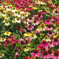 Echinacea Lustre Flower seeds for Planting Sun Loving Heirloom & GMO Free Seeds for Home Garden