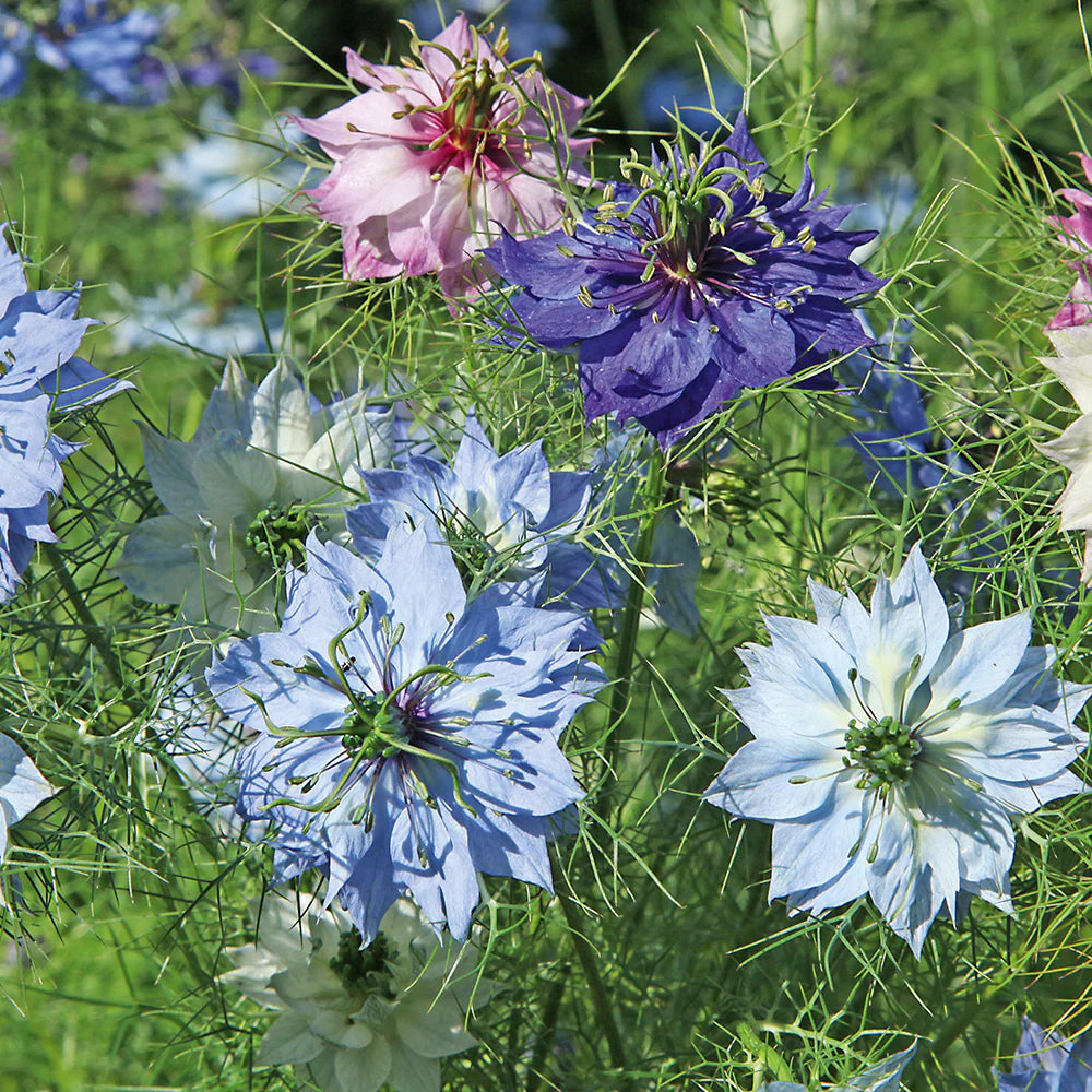 Mixed Nigella Damascena Flower seeds for Planting - Colorful Display, Heirloom & GMO Free Seeds for Home Garden