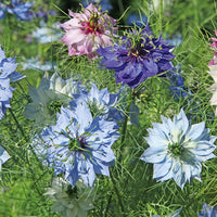 Mixed Nigella Damascena Flower seeds for Planting - Colorful Display, Heirloom & GMO Free Seeds for Home Garden