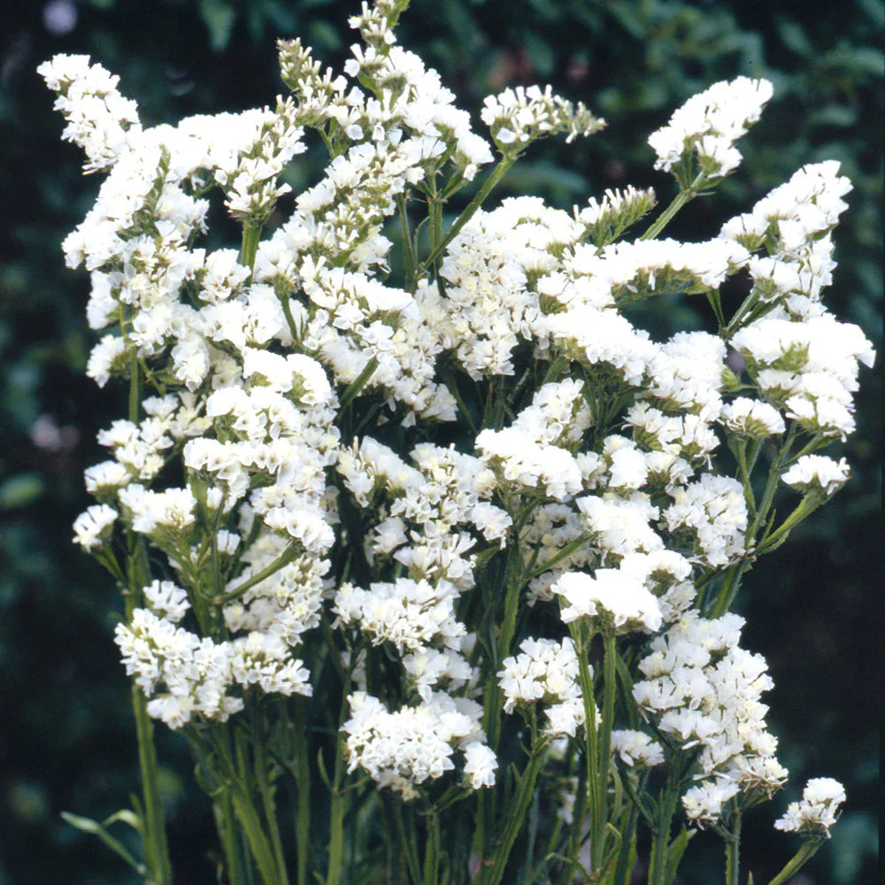 Limonium Sinuatum Iceberg Flower seeds for Planting Compact Growth Heirloom & GMO Free Seeds for Home Garden