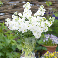White Evening Stock Flower Planting for Lush Blooms in Your Garden  Seeds for Stunning Nighttime Fragrance