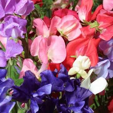 Mammoth Choice Mix Sweet Pea Seed for Planting flower bed