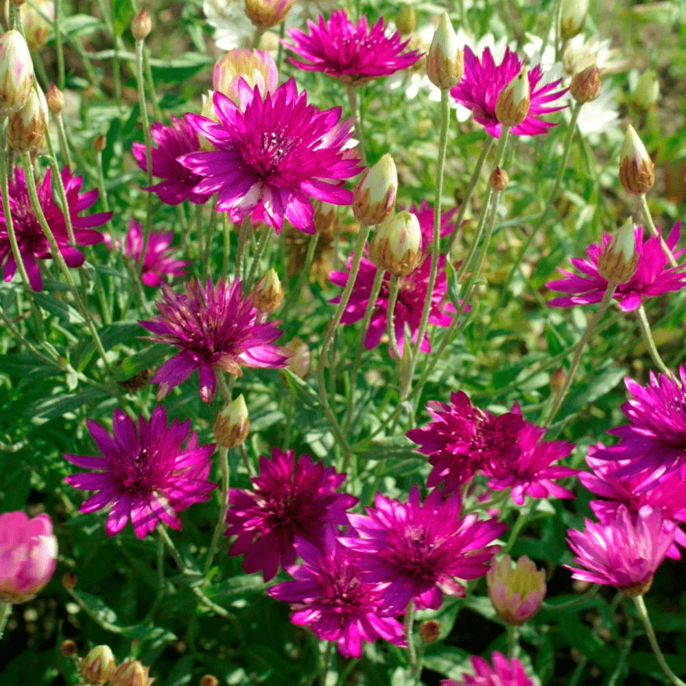 Mixed Xeranthemum Annum Flower seeds for Planting - Colorful Display, Heirloom & GMO Free Seeds for Home Garden