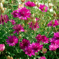 Mixed Xeranthemum Annum Flower seeds for Planting - Colorful Display, Heirloom & GMO Free Seeds for Home Garden