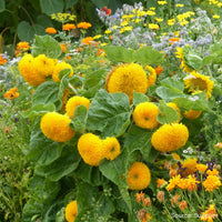 Teddy Bear SunFlower seeds for Planting Cottage Garden Essential Heirloom & GMO Free Seeds for Home Garden