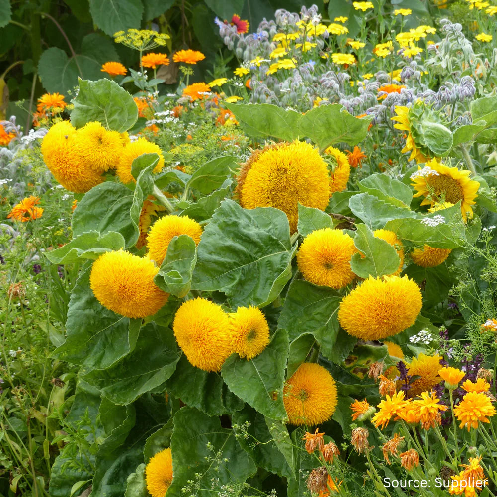 Yellow Teddy SunFlower seeds for Planting - Cut Flower Favorite, Heirloom & GMO Free Seeds for Home Garden