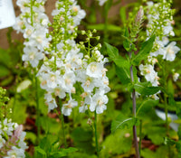 Mixed Verbascum Flower Seeds for Planting
