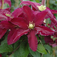 Burgundy Clematis Flower seeds for Planting - Perfect for Borders, Heirloom & GMO Free Seeds for Home Garden