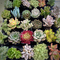 Mix Succulent Flower Seeds Flower seeds for Planting Pollinator Friendly Heirloom & GMO Free Seeds for Home Garden