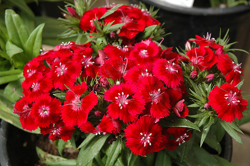 Red William Flower Seeds for Planting