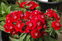 Red William Flower Seeds for Planting
