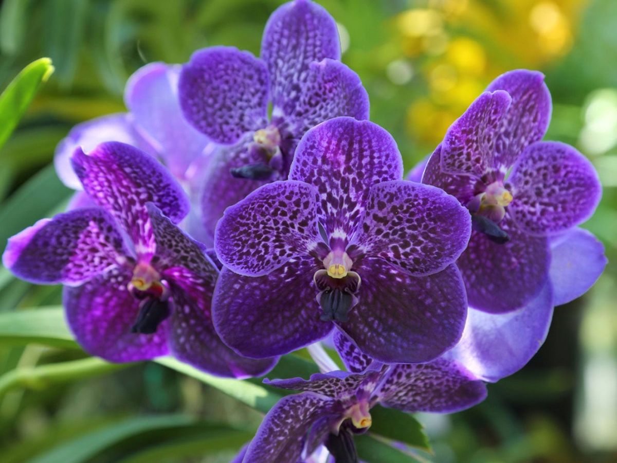Violet Vanda Orchid Flower seeds for Planting - Vibrant Colors, Heirloom & GMO Free Seeds for Home Garden