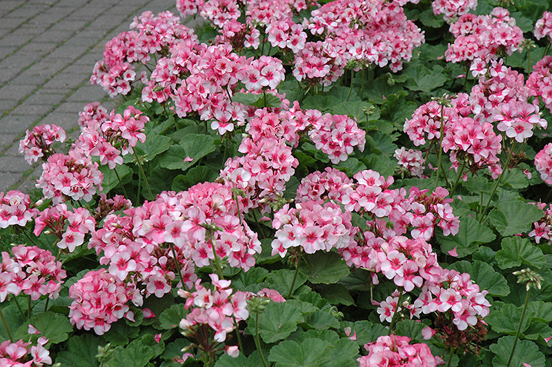 Pink Red Geranium Flower Seeds for Planting Compact Growth Heirloom & GMO Free Seeds for Home Garden
 
 Sale