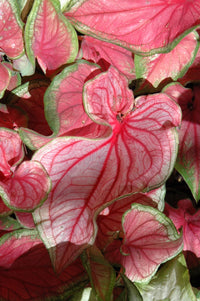 Florida Caladium Flower seeds for Planting Cut Flower Favorite Heirloom & GMO Free Seeds for Home Garden