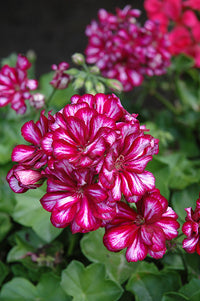 Maroon Red Pelargonium Peltatum Flower Seeds for Planting Premium Quality Heirloom & GMO Free Seeds for Home Garden
 
 Sale