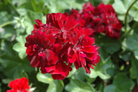 Geranium Burgundy Flower seeds for Planting - Premium Quality, Heirloom & GMO Free Seeds for Home Garden