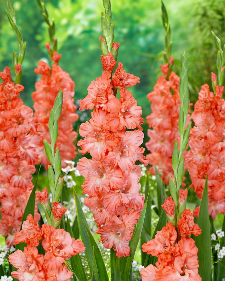 Gladiolus Flower seeds for Planting Drought Tolerant Heirloom & GMO Free Seeds for Home Garden 
 
 Sale