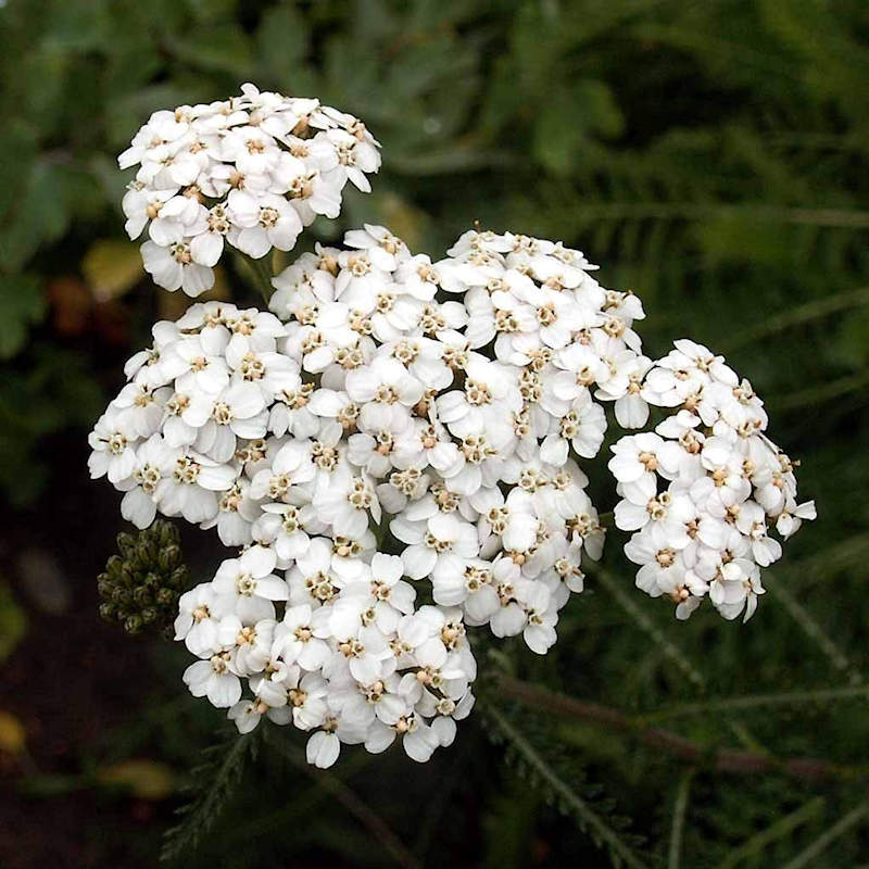Achillea Flower seeds for Planting Compact Growth Heirloom & GMO Free Seeds for Home Garden