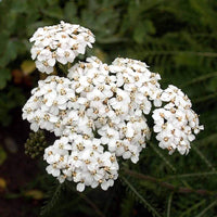 Achillea Flower seeds for Planting Compact Growth Heirloom & GMO Free Seeds for Home Garden