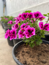 Purple Pink Geranium Flower Seeds for Planting  Vibrant Annuals for Colorful Gardens