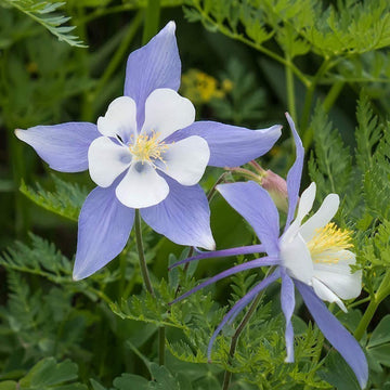 Columbine Flower seeds for Planting Sun Loving Heirloom & GMO Free Seeds for Home Garden