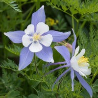 Sky Blue Columbine Flower seeds for Planting Perfect for Borders Heirloom & GMO Free Seeds for Home Garden