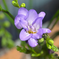 Freesia Flower seeds for Planting Pollinator Friendly Heirloom & GMO Free Seeds for Home Garden