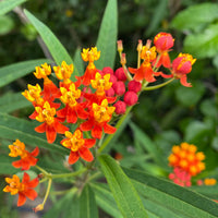 Asclepias Curassavica Flower seeds for Planting - Colorful Display, Heirloom & GMO Free Seeds for Home Garden
