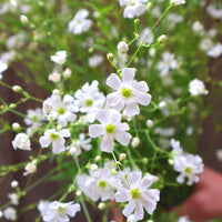 Gypsophila Flores Flower seeds for Planting - Long Bloom Season, Heirloom & GMO Free Seeds for Home Garden