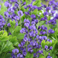 Blue False Indigo Flower seeds for Planting - Easy to Grow, Heirloom & GMO Free Seeds for Home Garden