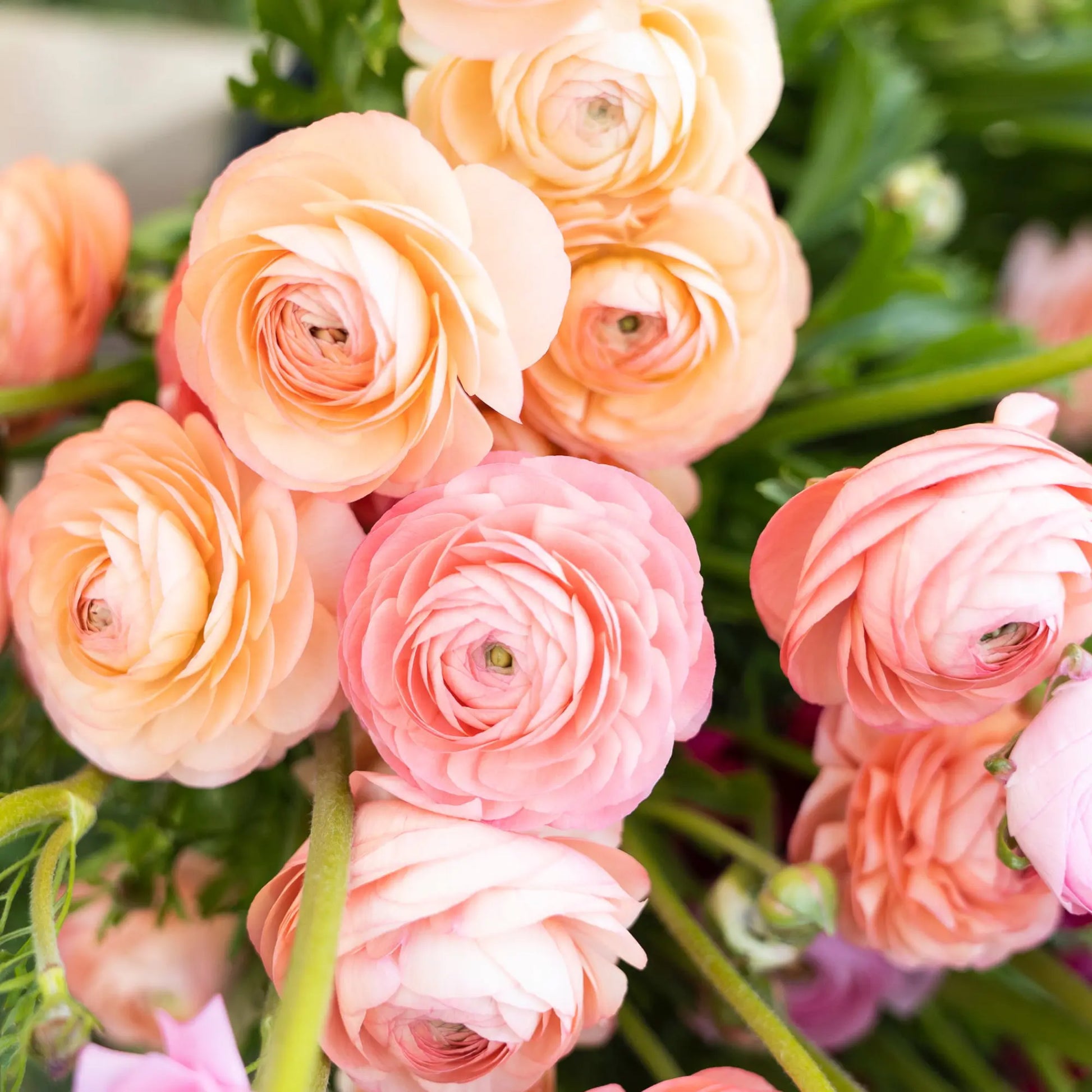 Peach Ranunculus Flower Seeds Drought Tolerant Heirloom & GMO Free Seeds for Home Garden
 
 Sale