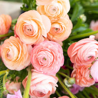 Peach Ranunculus Flower Seeds Drought Tolerant Heirloom & GMO Free Seeds for Home Garden
 
 Sale