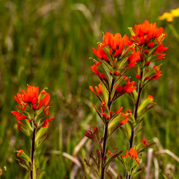 Castilleja Flower seeds for Planting - Seasonal Bloomer, Heirloom & GMO Free Seeds for Home Garden