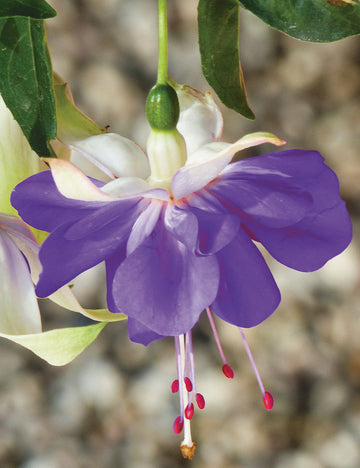 Blue Fuchsia Flower seeds for Planting - Vibrant Colors, Heirloom & GMO Free Seeds for Home Garden
 
 Sale seeds for planting in home garden