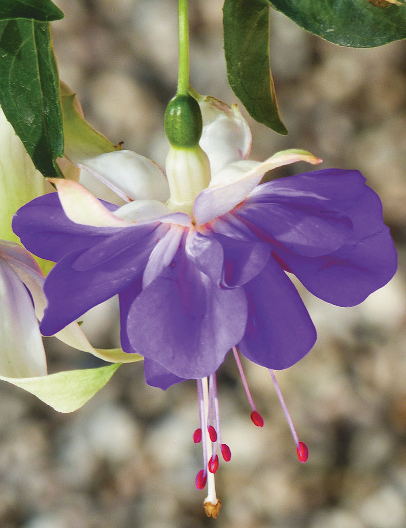 Blue Fuchsia Flower seeds for Planting - Vibrant Colors, Heirloom & GMO Free Seeds for Home Garden
 
 Sale seeds for planting in home garden