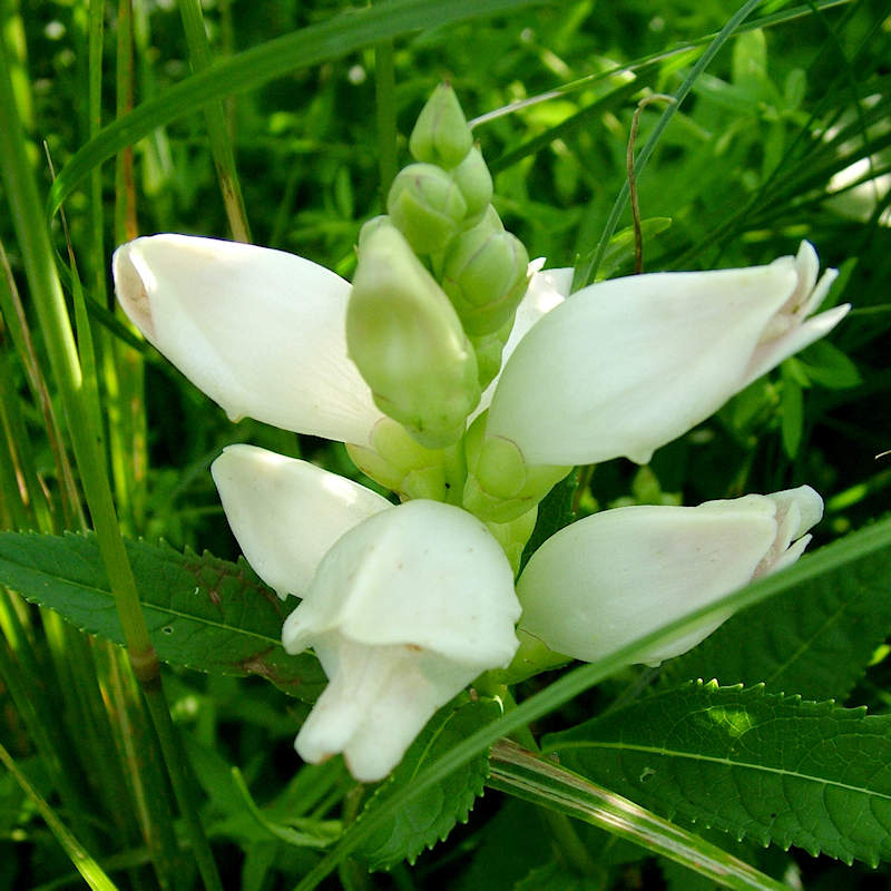 White Turtlehead Flower seeds for Planting - Wildflower Mix, Heirloom & GMO Free Seeds for Home Garden