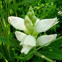 White Turtlehead Flower Seeds for Long-Lasting Hardy Planting  Seed for Lovely Outdoor Displays