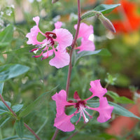 Purple Elegant Clarkia Flower seeds for Planting - Fragrant Blossoms, Heirloom & GMO Free Seeds for Home Garden