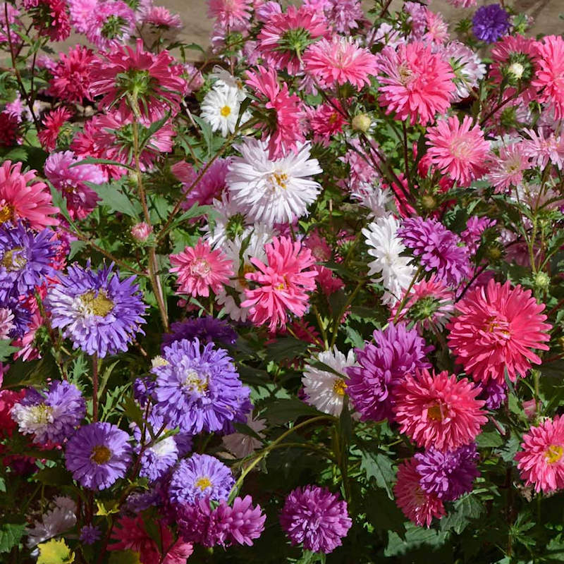 Mixed Chinese Aster Flower seeds for Planting - Drought Tolerant, Heirloom & GMO Free Seeds for Home Garden