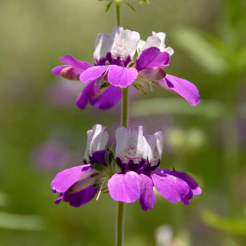 Purple Heterophylla Flower seeds for Planting Wildflower Mix Heirloom & GMO Free Seeds for Home Garden 
 
 Sale
