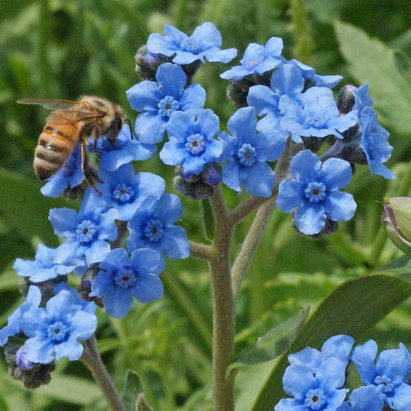 Blue Cynoglossum Flower seeds for Planting - Vibrant Colors, Heirloom & GMO Free Seeds for Home Garden