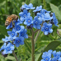 Blue Cynoglossum Flower seeds for Planting - Vibrant Colors, Heirloom & GMO Free Seeds for Home Garden