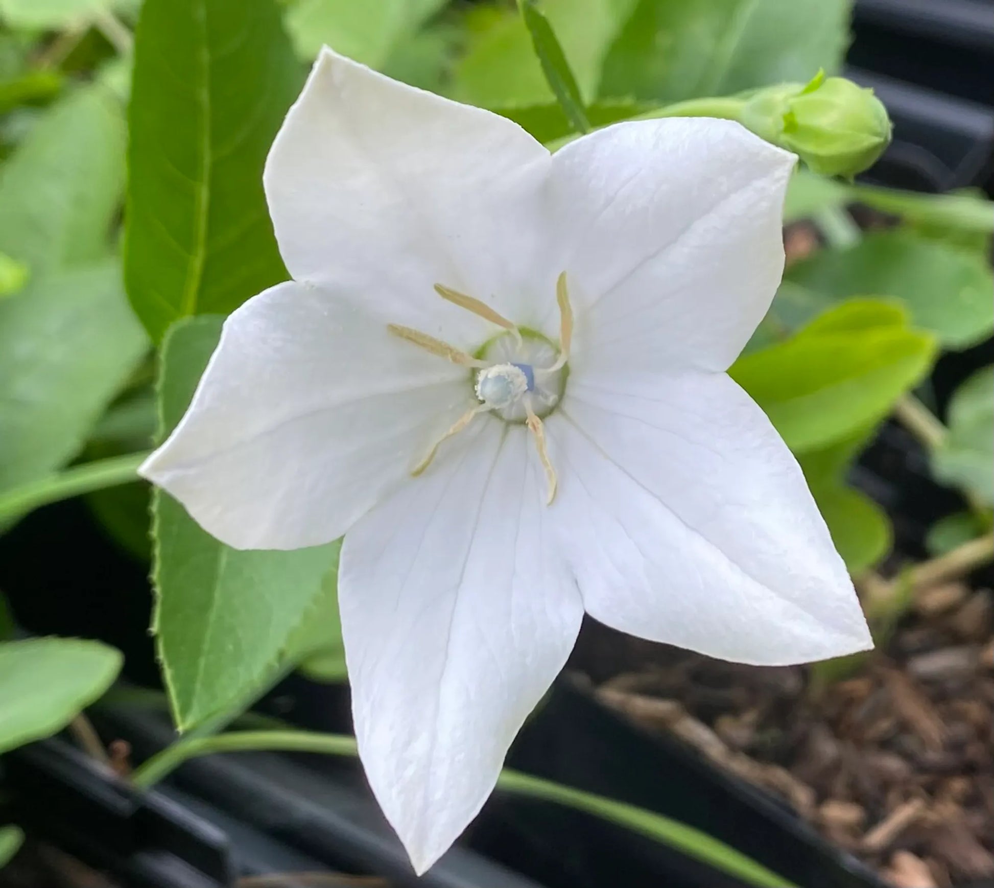 White Balloon Flower seeds for Planting - Wildflower Mix, Heirloom & GMO Free Seeds for Home Garden